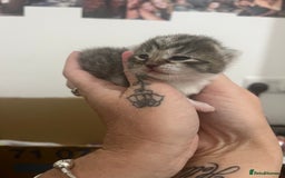Mixed Breed cats for sale: Beautiful kittens  - Image 4