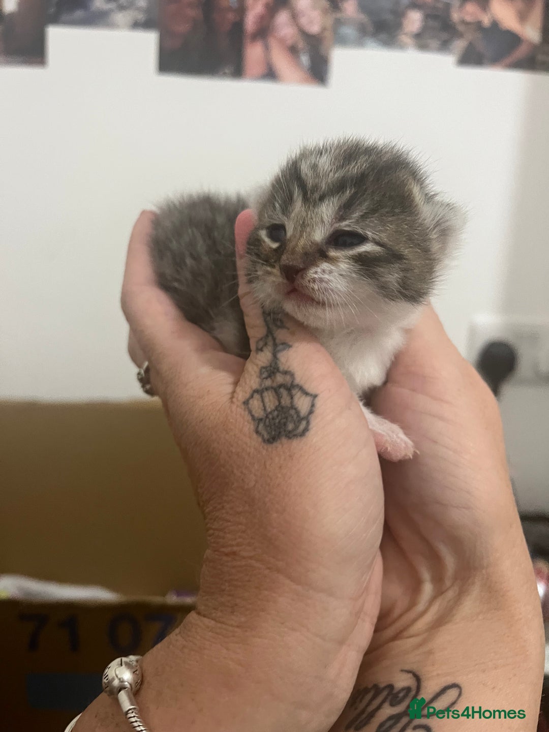 Mixed Breed cats for sale: Beautiful kittens  - Image 4