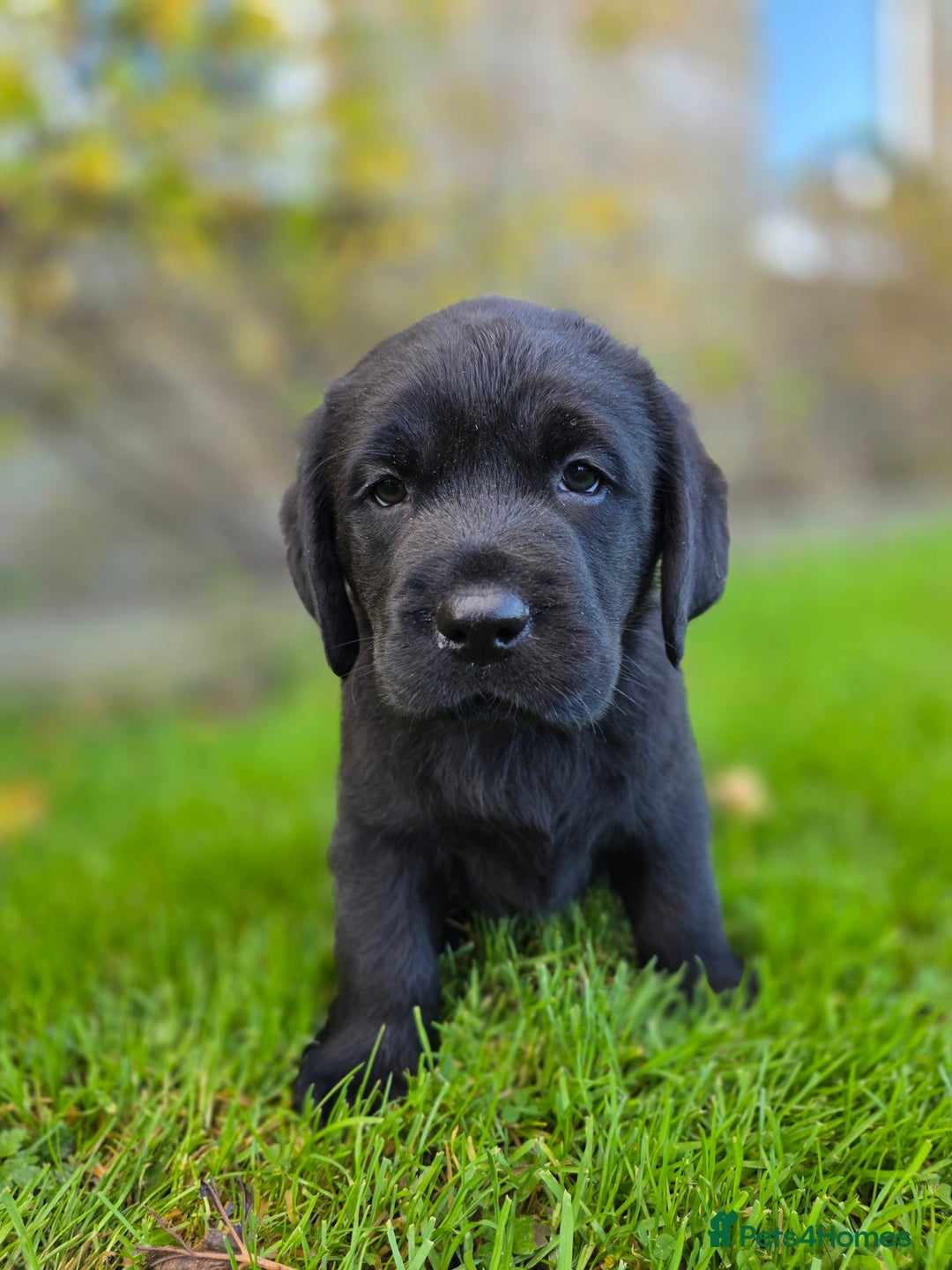 Labrador Retriever dogs for sale: High Quality Black Labrador Puppies - Advert 15