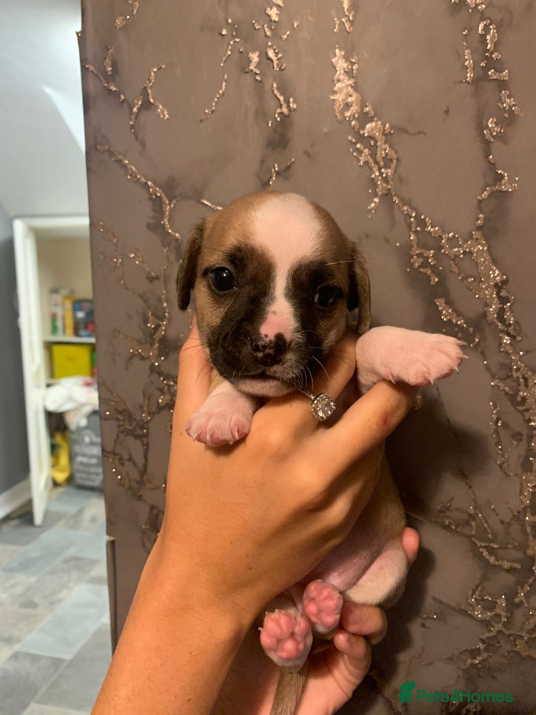 Jug dogs for sale: Beautiful litter of jack russle x jug - Image 18