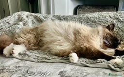 Ragdoll cats for sale: Exquisite Ragdoll Kittens Ready 8th Dec 💝 - Advert 1