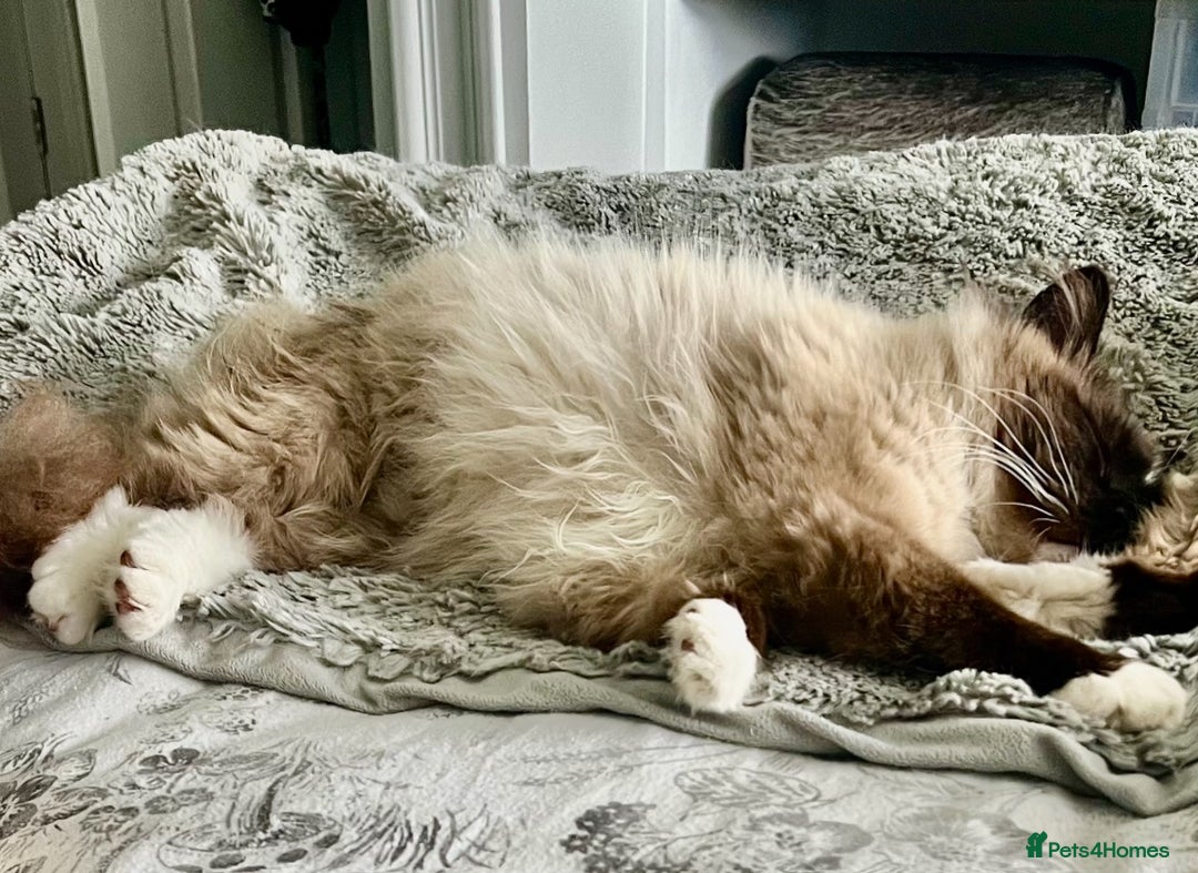 Ragdoll cats for sale: Exquisite Ragdoll Kittens Ready 8th Dec 💝 - Advert 1