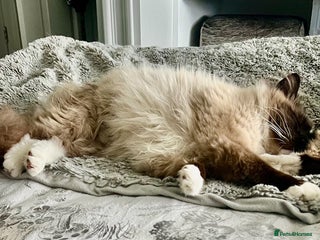 Ragdoll cats Exquisite Ragdoll Kittens Ready 8th Dec 💝 - Advert 1