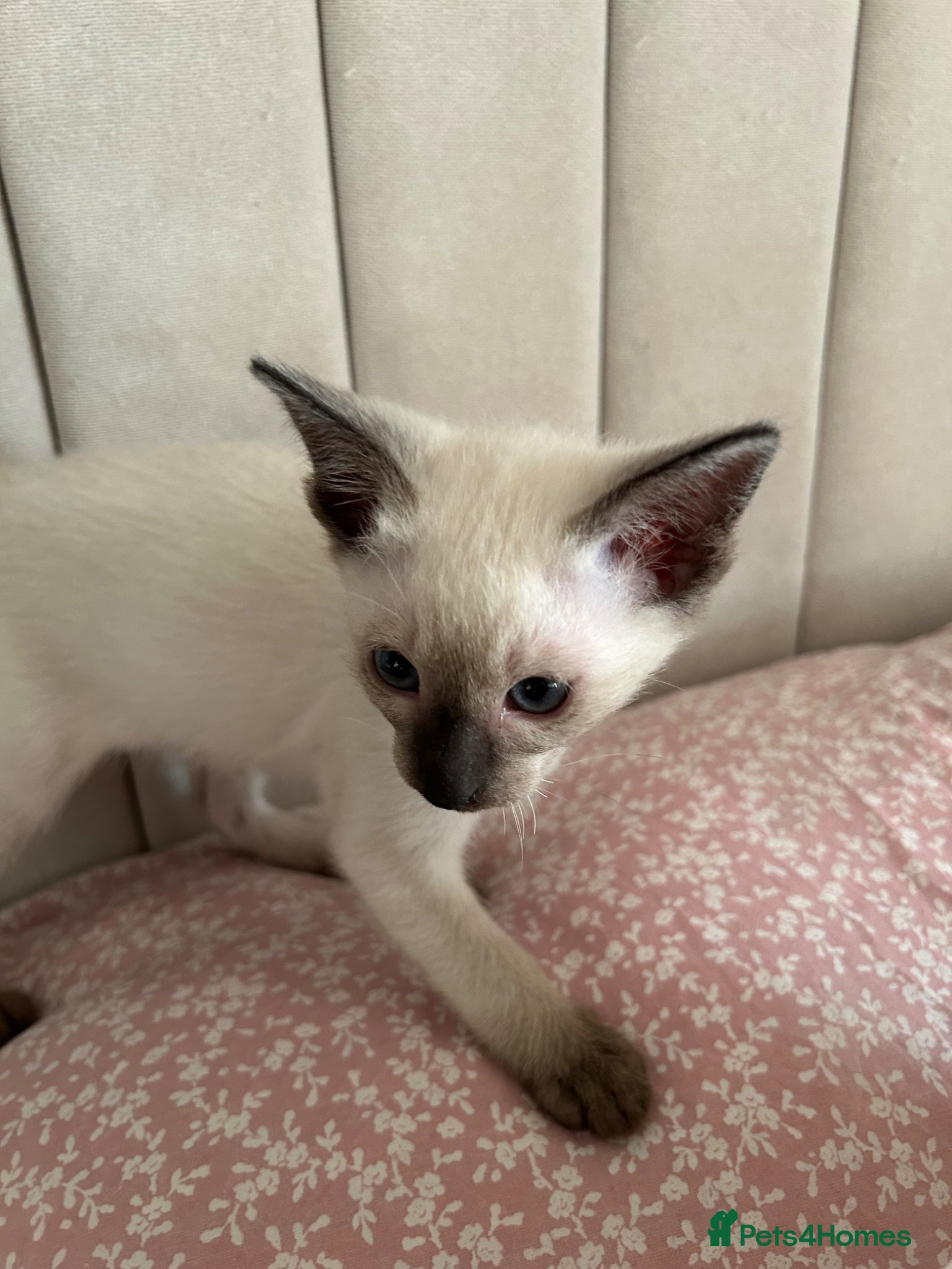 Siamese cats 2x Beautiful Pedigree Siamese Female Kittens - Advert 11