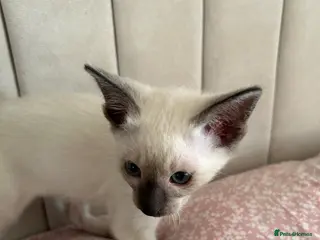 Siamese cats 2x Beautiful Pedigree Siamese Female Kittens - Advert 11