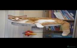 Ragcoon cats for sale: Two Boys - Advert 1