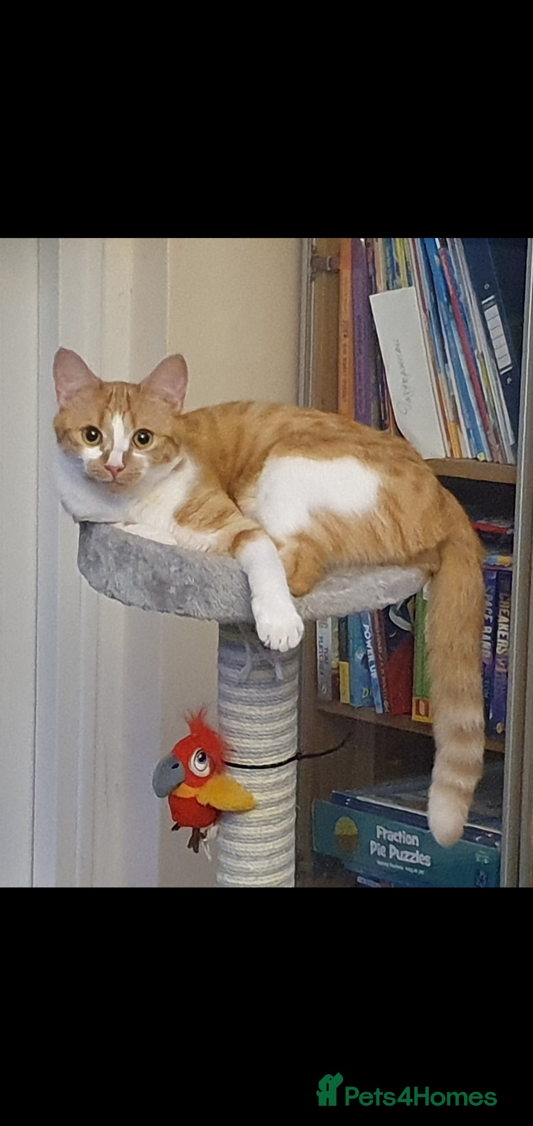 Ragcoon cats for sale: Two Boys - Advert 1