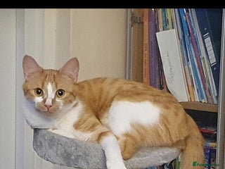 Ragcoon cats for sale: Two Boys - Advert 1