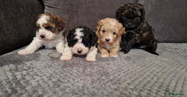 Cavapoo dogs - Advert 6