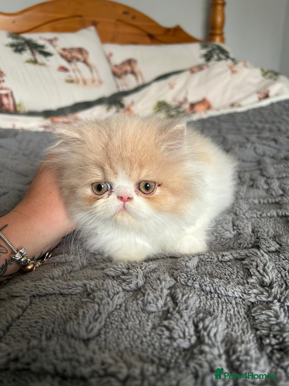 Persian cats  1 beautiful boy left Persian REDUCED  - Advert 2