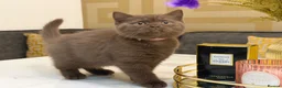 British Shorthair cats for sale: *REDUCED* British Shorthair Kittens in chocolate  - Advert 12