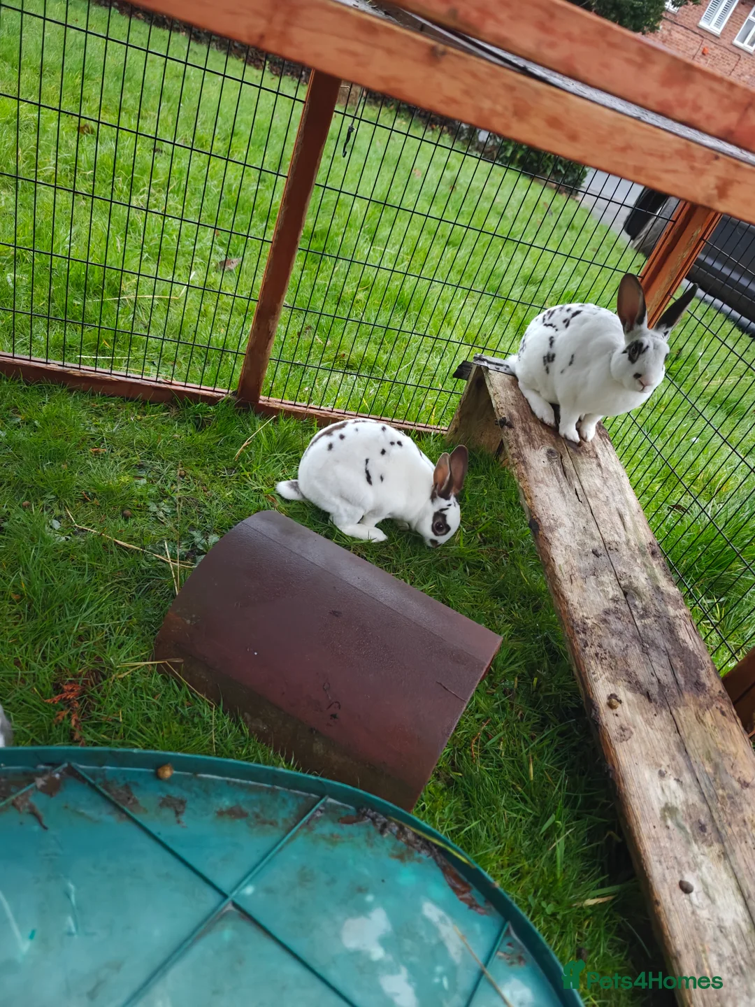 Rex rabbits for sale: Mini Rex Does - Advert 29
