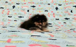 Pomeranian dogs for sale: Teddy Bear Pomeranian Puppies  - Image 3