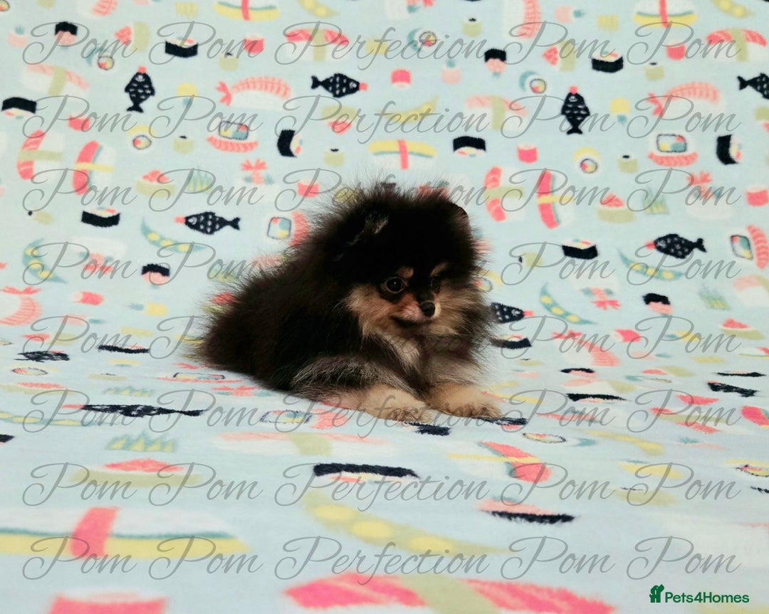 Pomeranian dogs for sale: Teddy Bear Pomeranian Puppies  - Image 3
