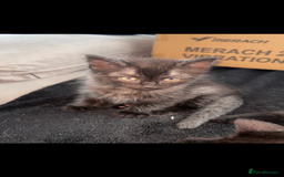 Ragdoll cats for sale: Ragdoll x Russian white Male !! - Image 3