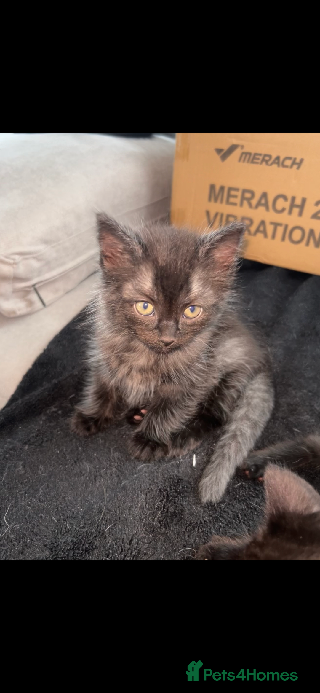 Ragdoll cats for sale: Ragdoll x Russian white Male !! - Image 3