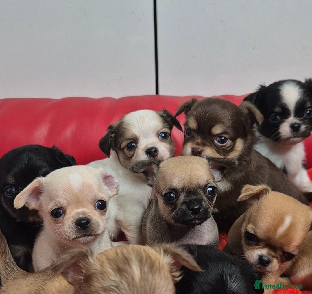 Chihuahua dogs KC registered Chihuahua puppies  - Advert 3