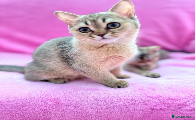 Scottish Fold cats - Advert 8