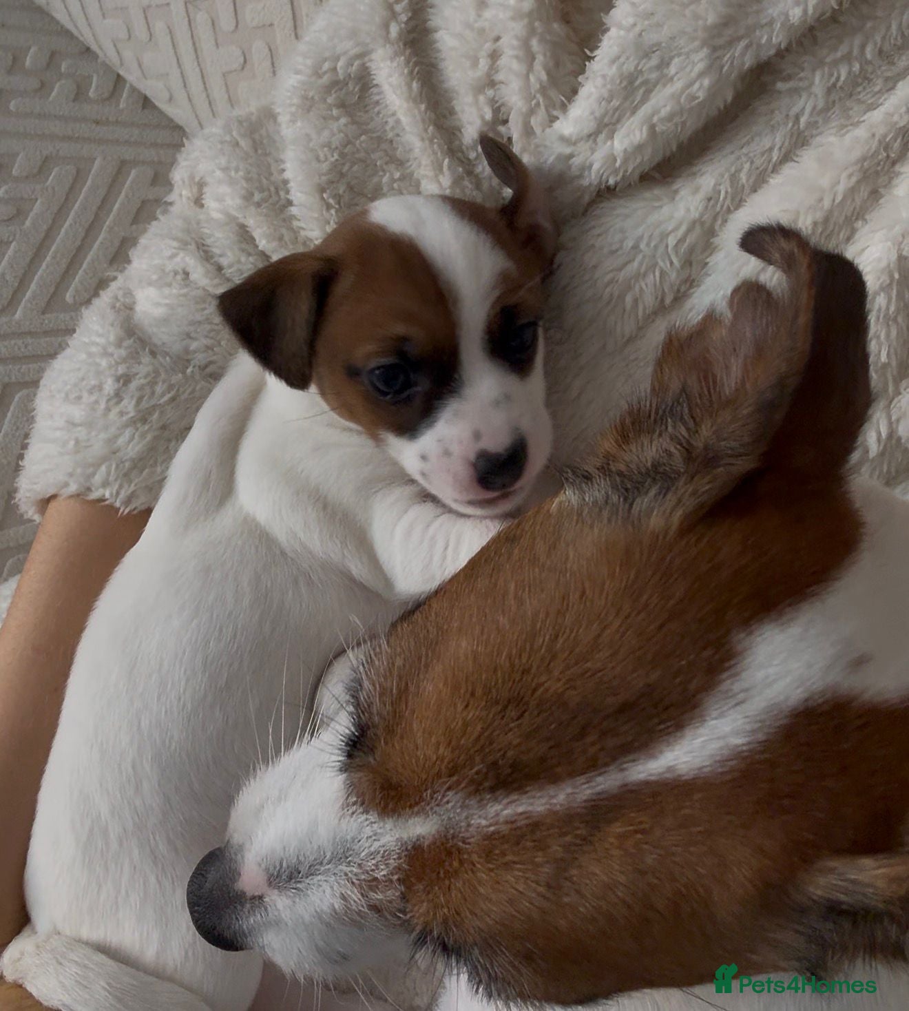 Jack Russell dogs Adorable puppy  - Advert 2