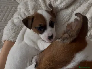 Jack Russell dogs Adorable puppy - Advert 1