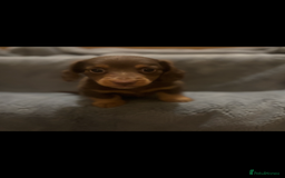 Dachshund dogs for sale: Chocolate tan dachshund  - Image 2