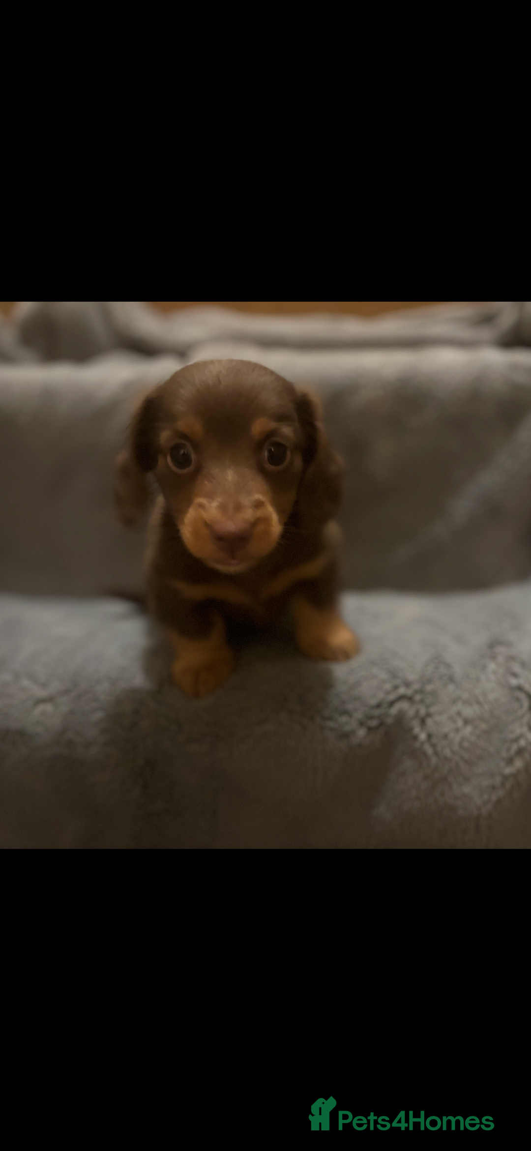 Dachshund dogs for sale: Chocolate tan dachshund  - Image 2