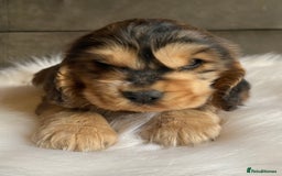 Cocker Spaniel dogs for sale: Chunky KC Cocker Spaniel puppies for sale  - Image 11