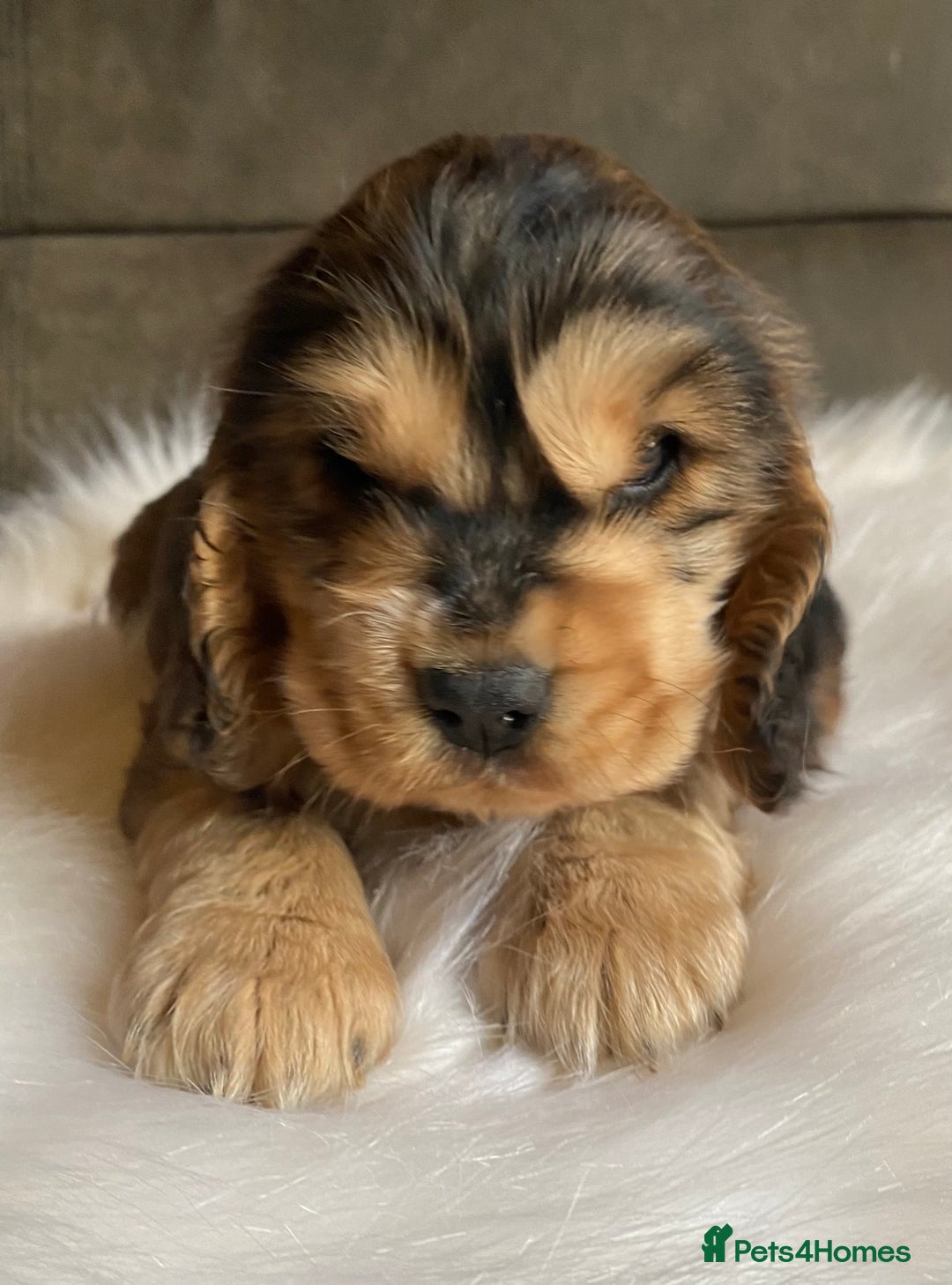 Cocker Spaniel dogs for sale: Chunky KC Cocker Spaniel puppies for sale  - Image 11