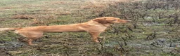 Labrador Retriever dogs for sale: KC Labrador looking for a new home in Skipton - Advert 3