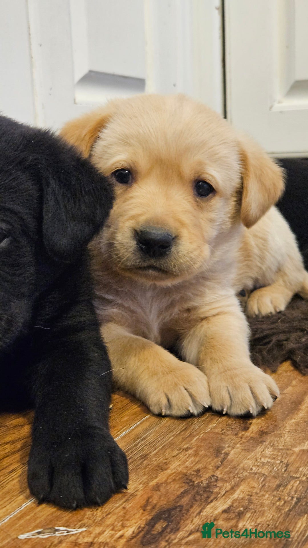 Labrador Retriever dogs for sale: Beautiful litter of KC registered Labrador Puppies - Advert 4