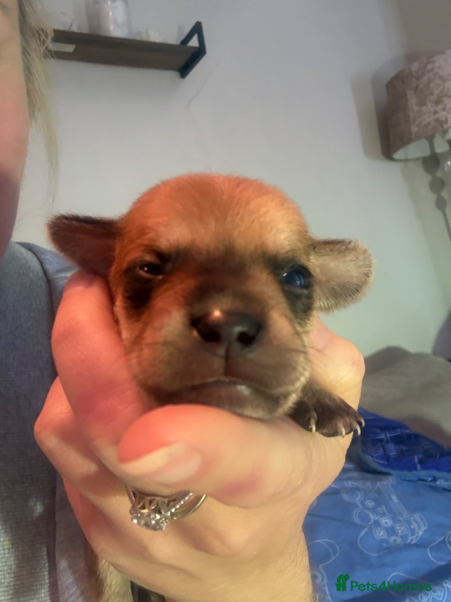 Mixed Breed dogs Mixed litter  - Advert 17