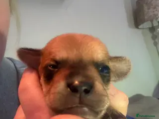 Mixed Breed dogs Mixed litter - Advert 16