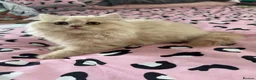 British Longhair cats for sale: Cream LH male  in Crewe - Advert 3