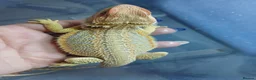 Bearded Dragon reptiles for sale: Baby bearded dragons  - Advert 9