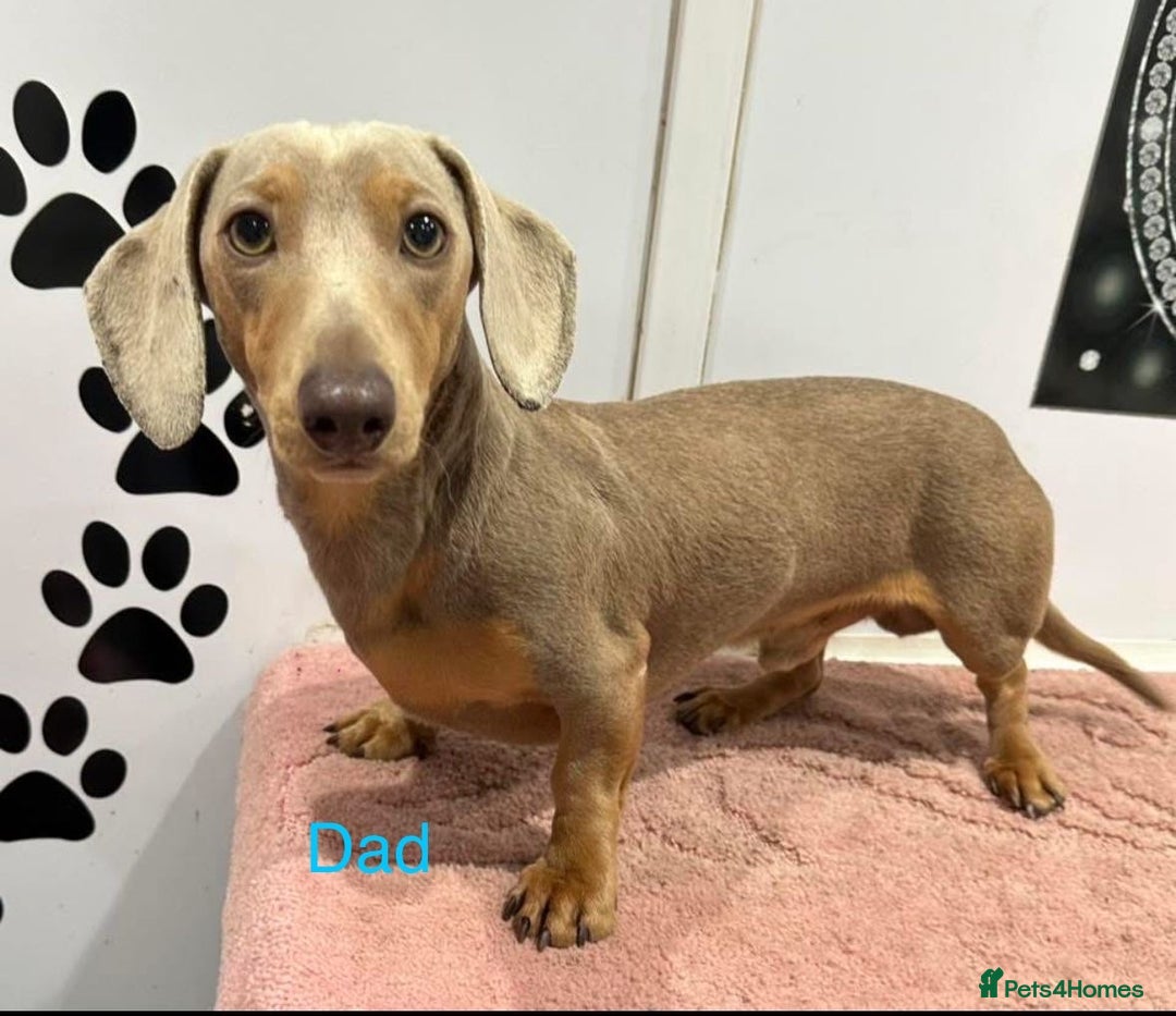 Miniature Dachshund dogs for sale: ⭐️🦋⭐️MINI MINIATURE DACHSHUNDS READY NOW ⭐️🦋⭐️ - Image 10