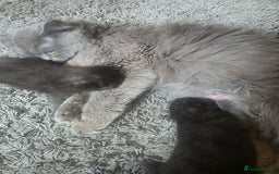 Persian cats for sale: 2 Persian boys. Colour is mixed dark grey/black - Image 7