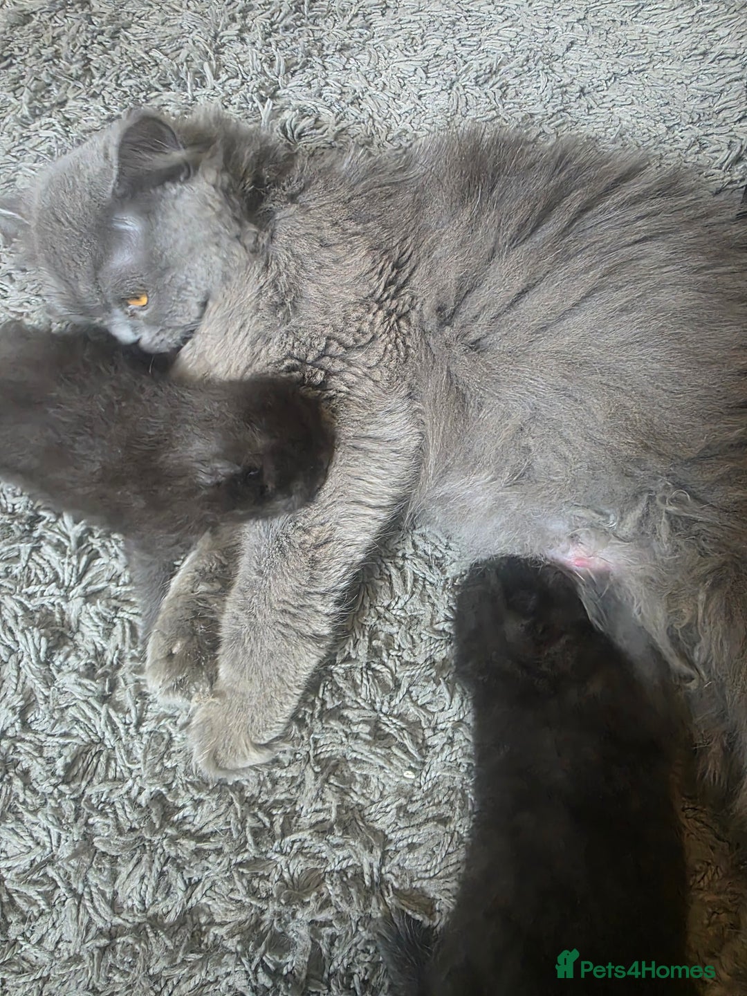 Persian cats for sale: 2 Persian boys. Colour is mixed dark grey/black - Image 7
