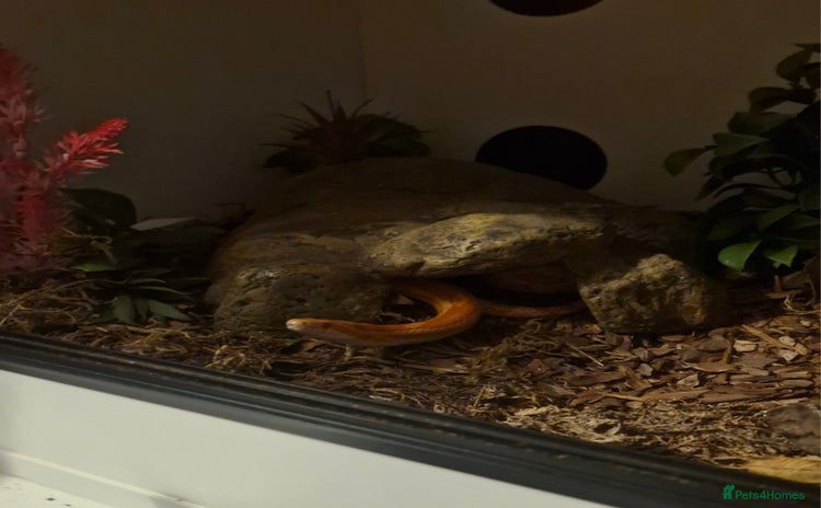 Corn Snake reptiles - Advert 2