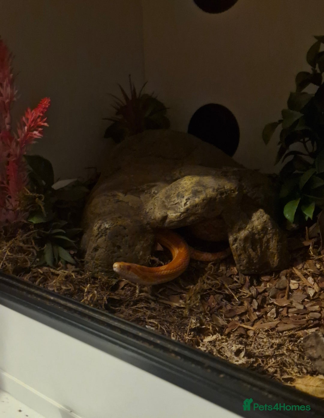 Corn Snake reptiles for sale: Corn snake and viv/accessories  - Image 1