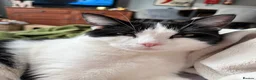 Mixed Breed cats for sale: Flynn Aged 2 - Advert 7