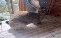 Continental Giant rabbits for sale: Gigant continental  - Image 3