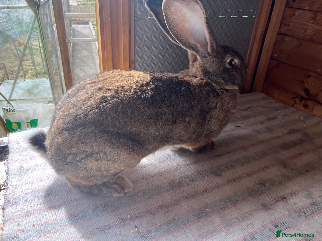 Continental Giant rabbits for sale: Gigant continental  - Image 3