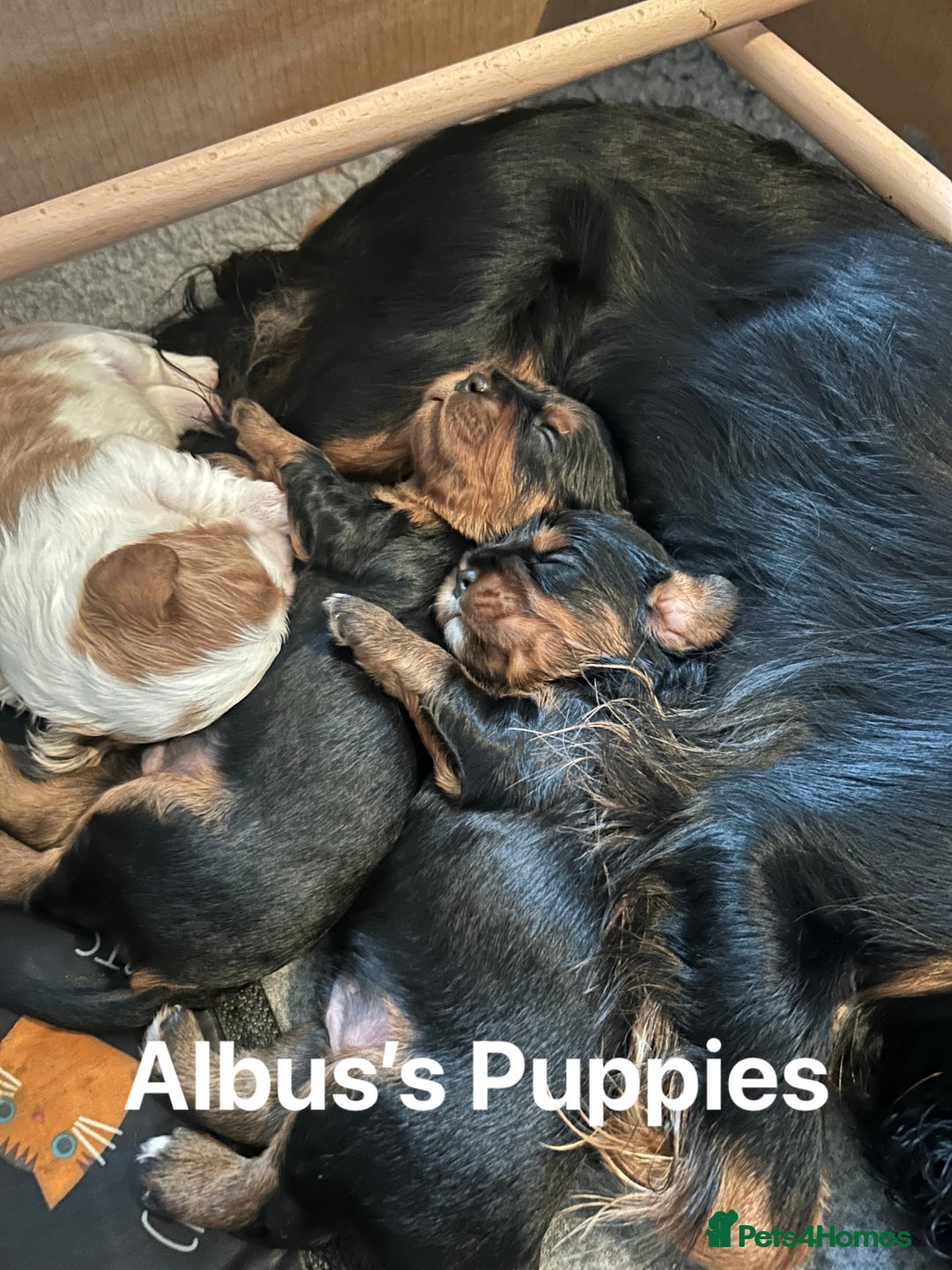 Cavalier King Charles Spaniel dogs for stud: KC Reg Health Tested Proven Cavalier King Charles in Salisbury - Advert 14