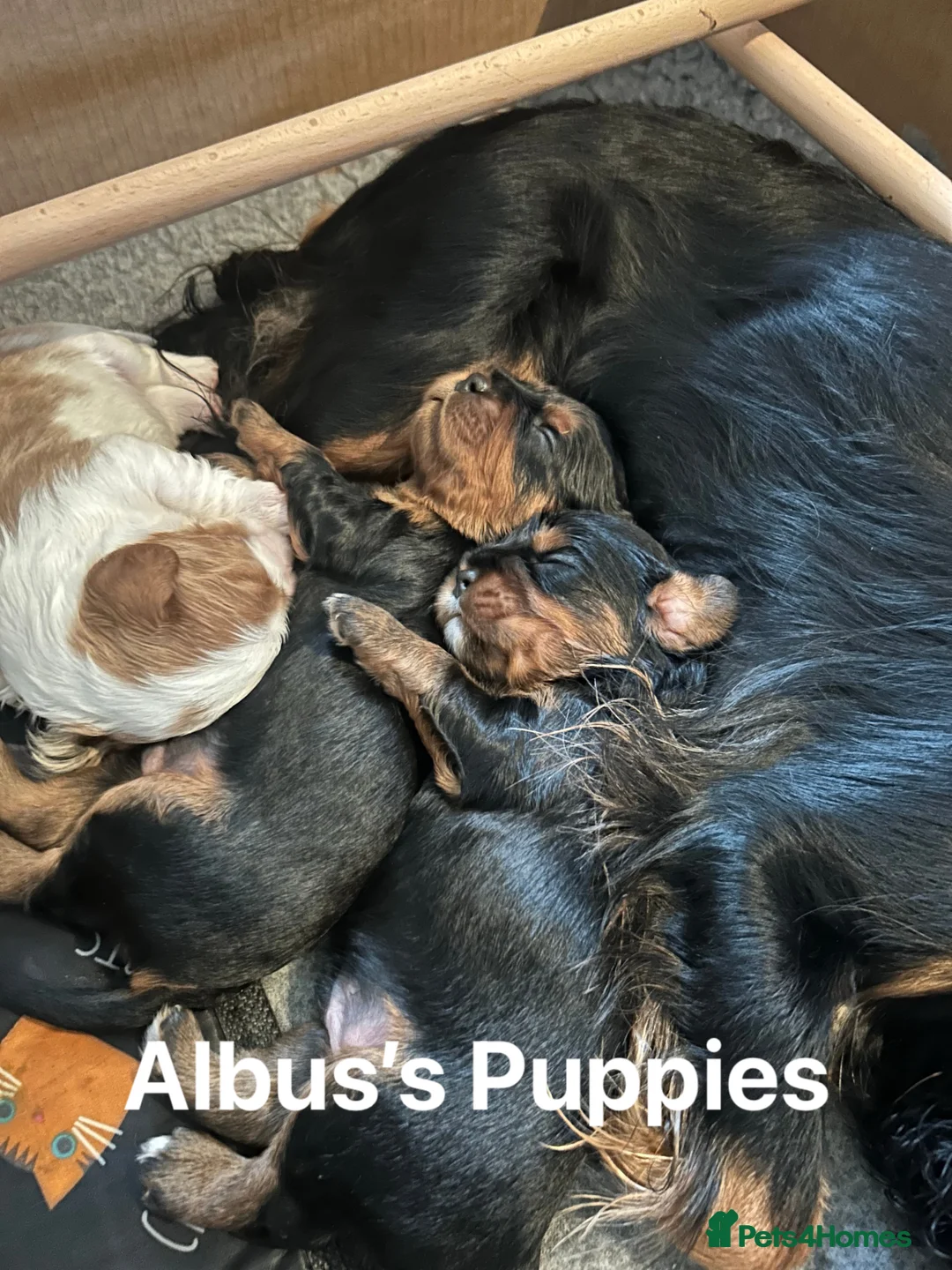 Cavalier King Charles Spaniel dogs for stud: KC Reg Health Tested Proven Cavalier King Charles in Salisbury - Advert 14