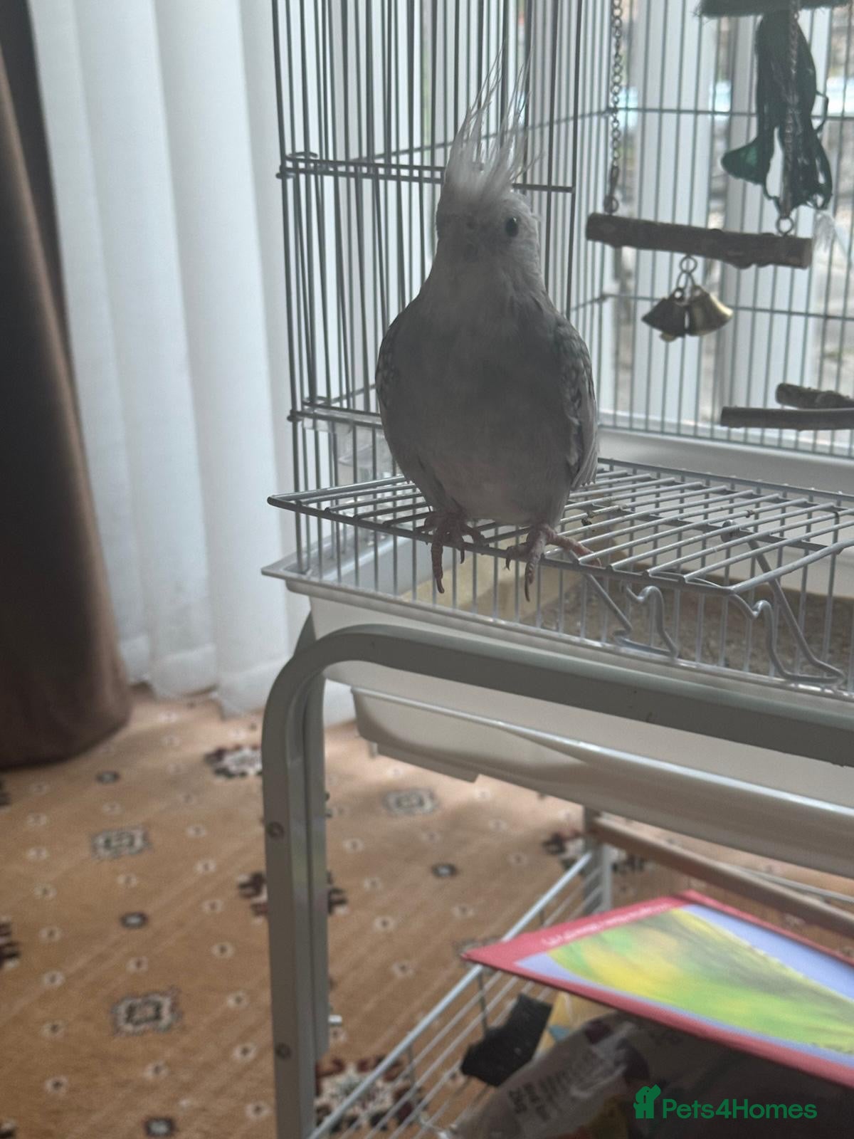 Cockatiels birds Cocktatiel  - Advert 1