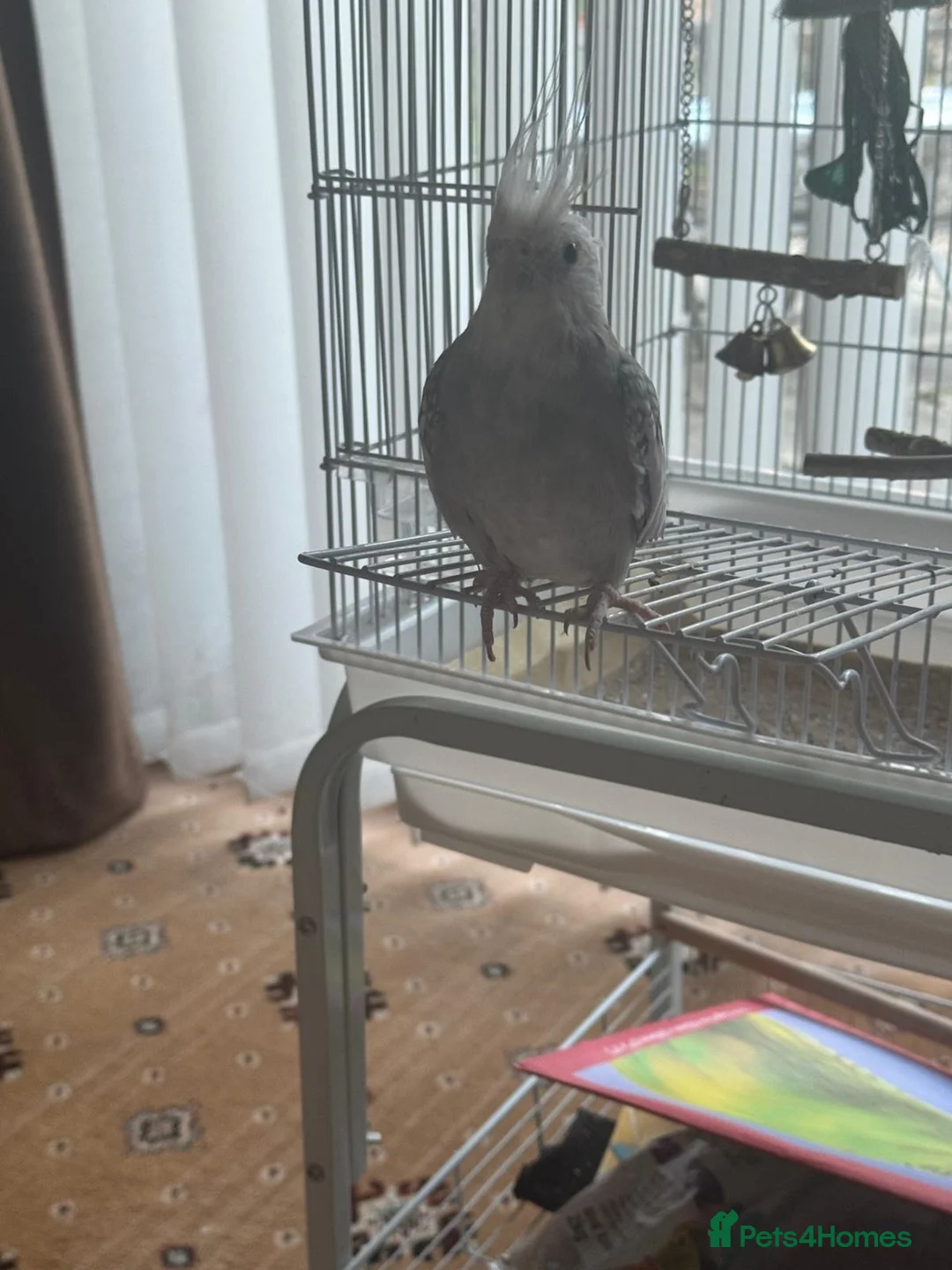 Cockatiels birds for sale: Cockatiel  - Advert 1