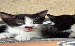 Ragdoll cats for sale: Kittens  - Image 3