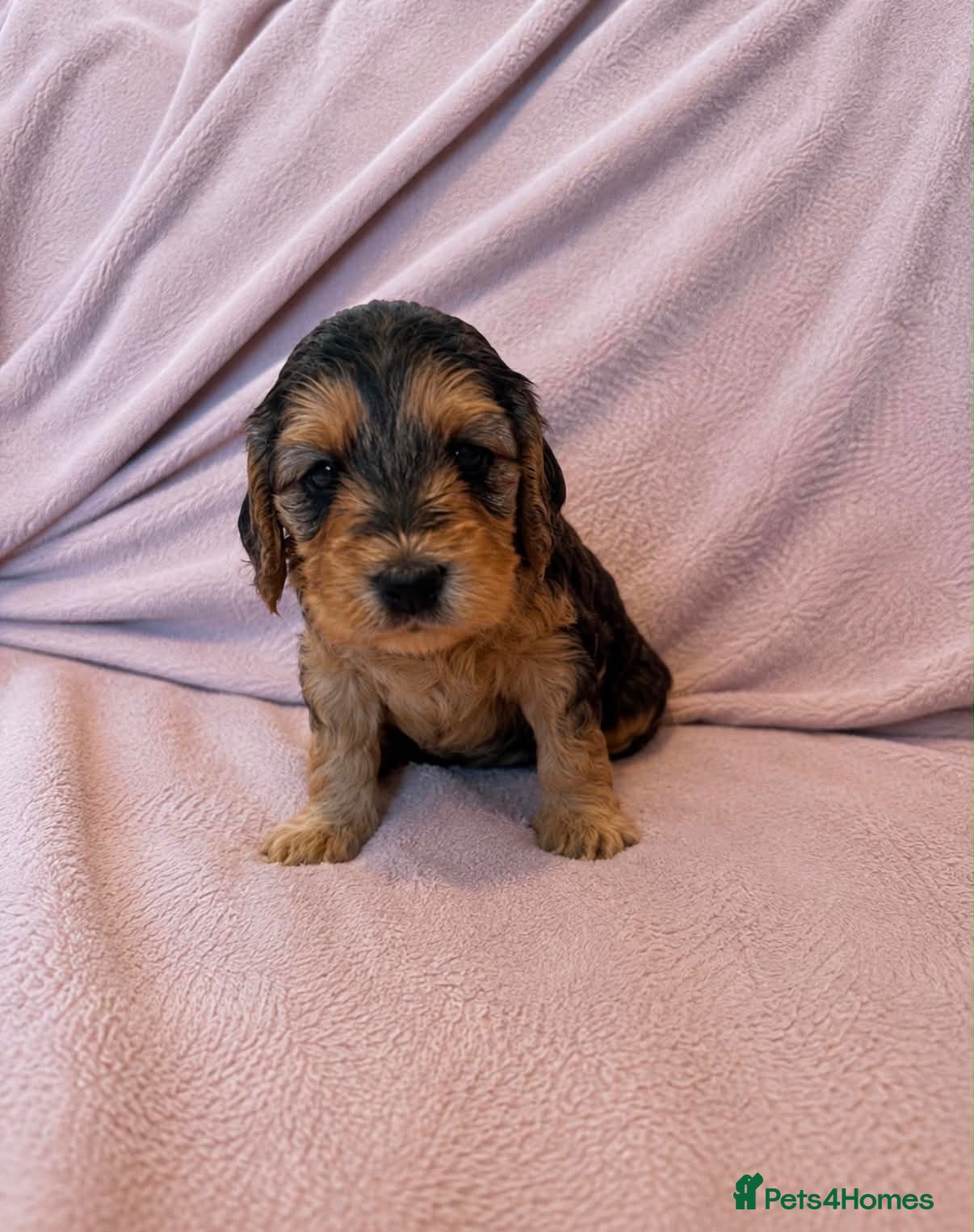 Cockapoo dogs Beautiful f1 cockapoo puppies  - Advert 1