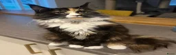 Maine Coon cats for sale: Beautiful Maine coon kittens - Advert 27