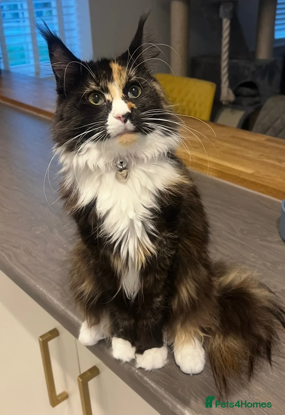 Maine Coon cats for sale: Beautiful Maine coon kittens - Advert 27